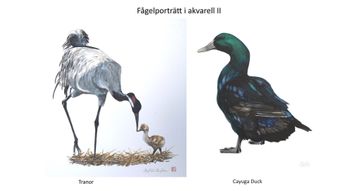11 Fågelporträtt i akvarell II 11