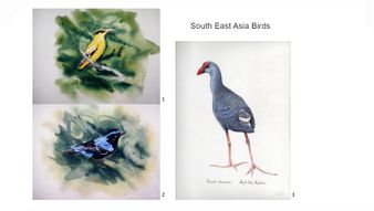 66 South East Asia Birds  66